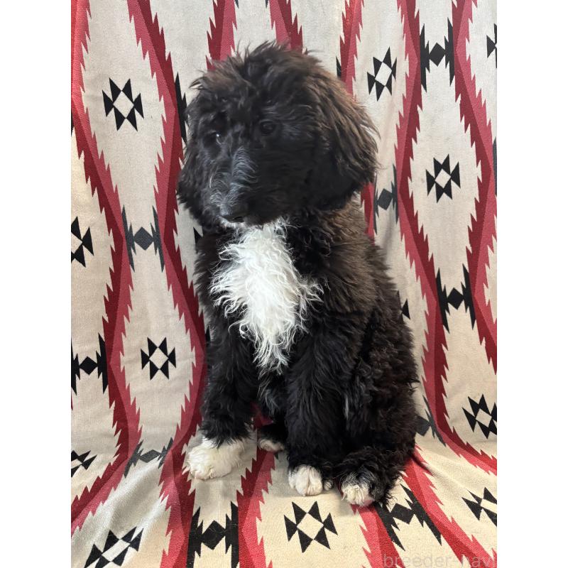 販売中の茨城県のバーニードゥードル:バーニーズ×スタンダードプードル-429156の2枚目