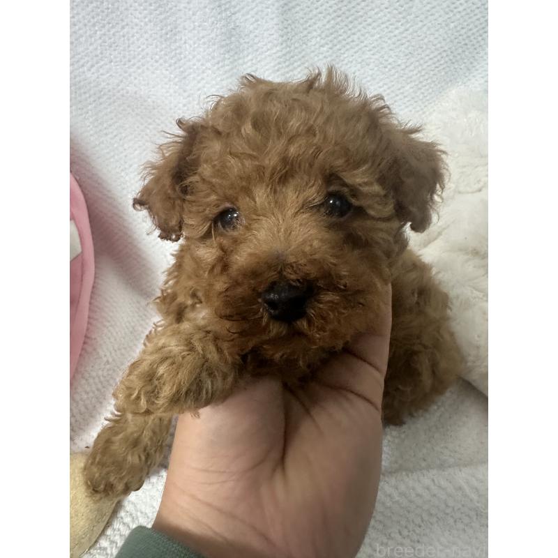 販売中の福岡県のトイプードル-441818の2枚目