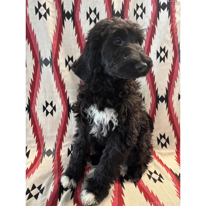 販売中の茨城県のバーニードゥードル:バーニーズ×スタンダードプードル-429159の2枚目