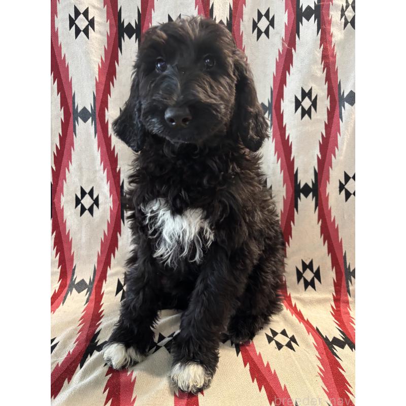 販売中の茨城県のバーニードゥードル:バーニーズ×スタンダードプードル-429159