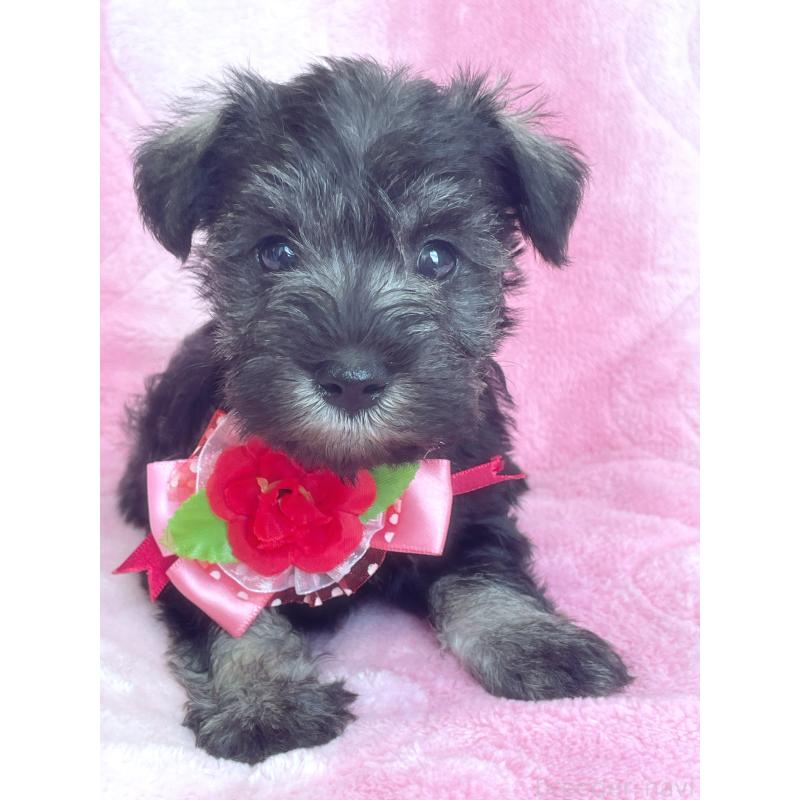 販売中の福岡県のミニチュアシュナウザー-441819の10枚目