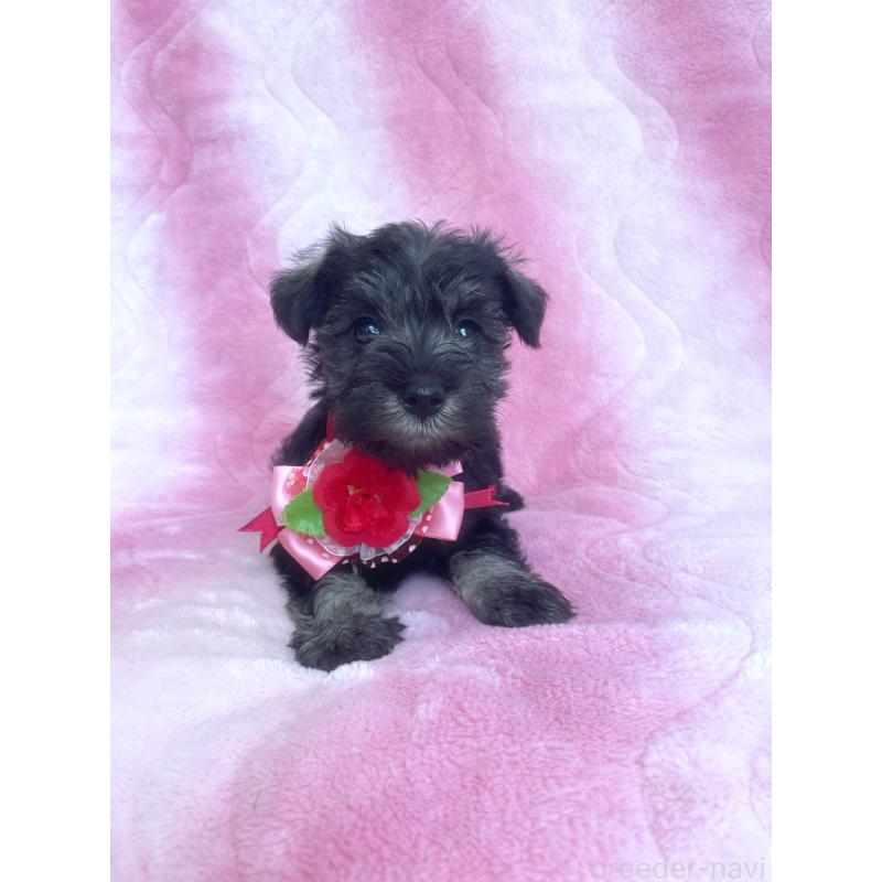 販売中の福岡県のミニチュアシュナウザー-441819の9枚目