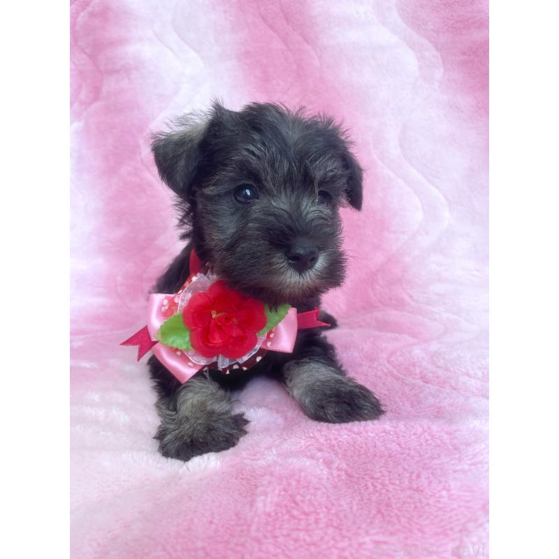 販売中の福岡県のミニチュアシュナウザー-441819の8枚目