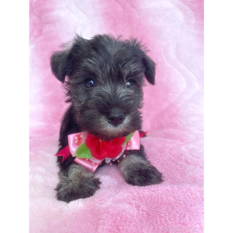 販売中の福岡県のミニチュアシュナウザー-441819の7枚目