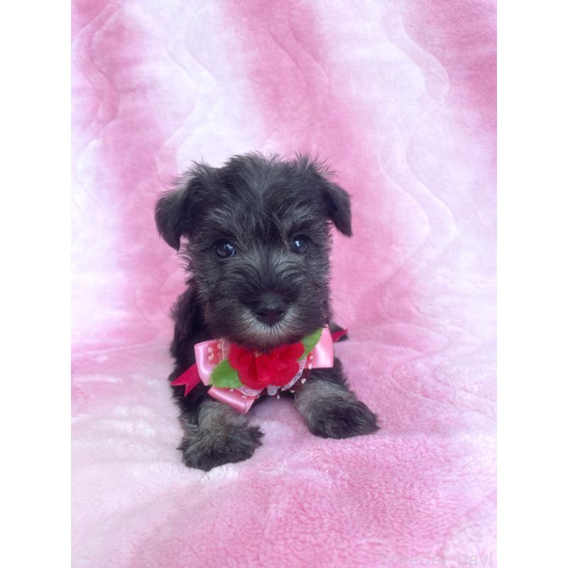 販売中の福岡県のミニチュアシュナウザー-441819の6枚目