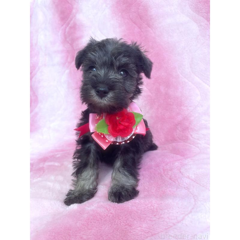 販売中の福岡県のミニチュアシュナウザー-441819の5枚目