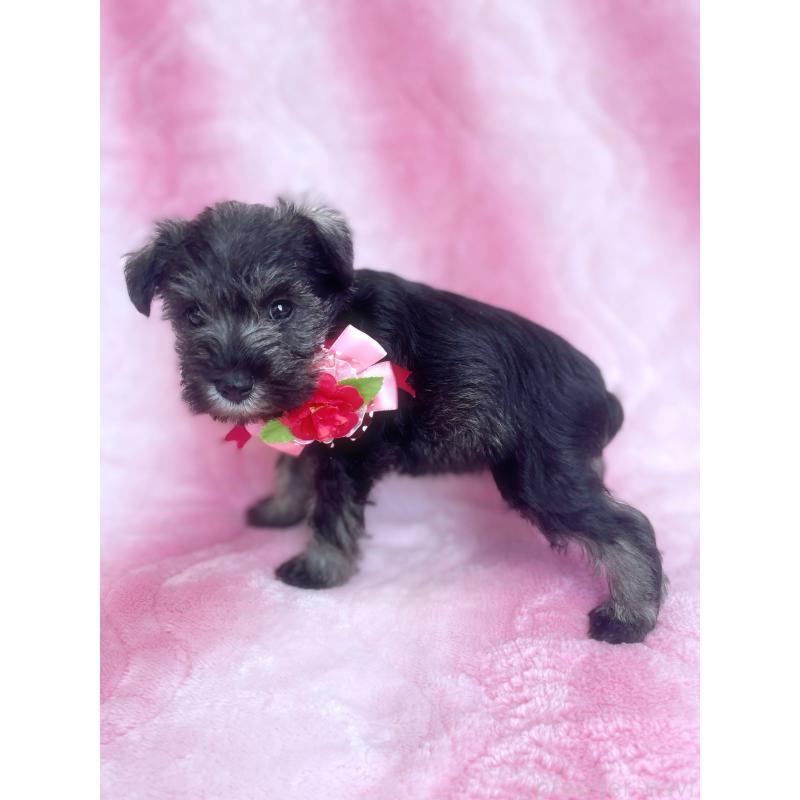 販売中の福岡県のミニチュアシュナウザー-441819の4枚目