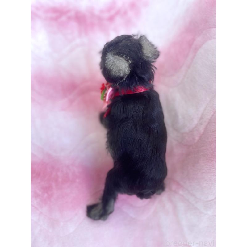 販売中の福岡県のミニチュアシュナウザー-441819の2枚目