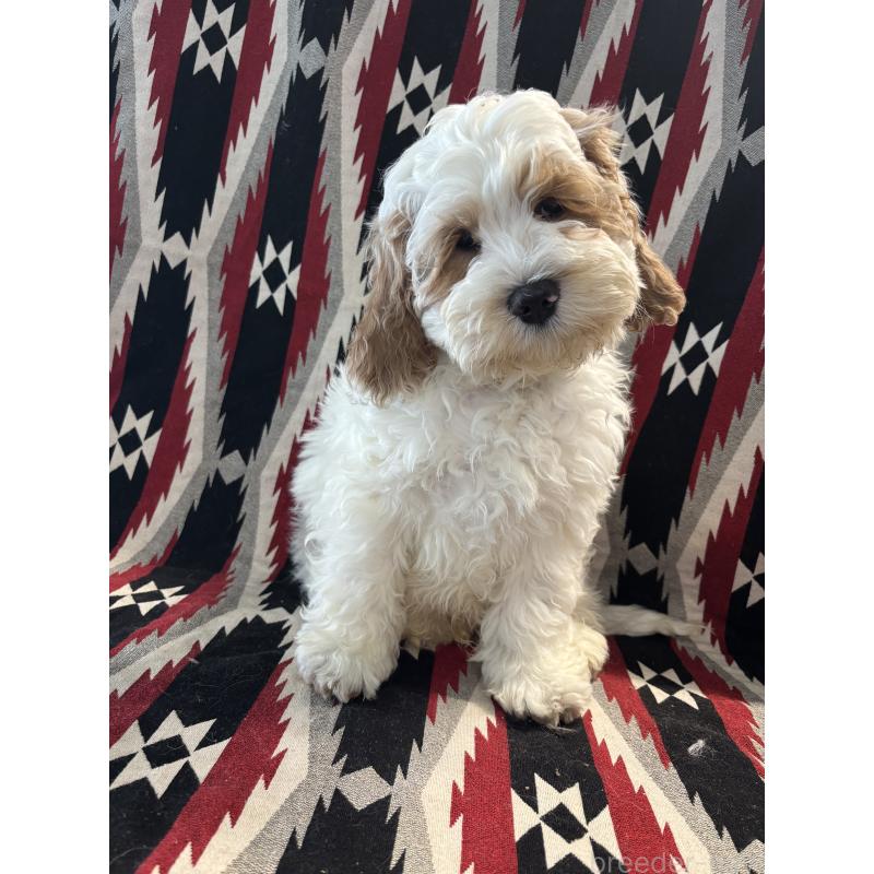 販売中の茨城県のコッカプー:アメリカンコッカースパニエル×トイプードル-431965