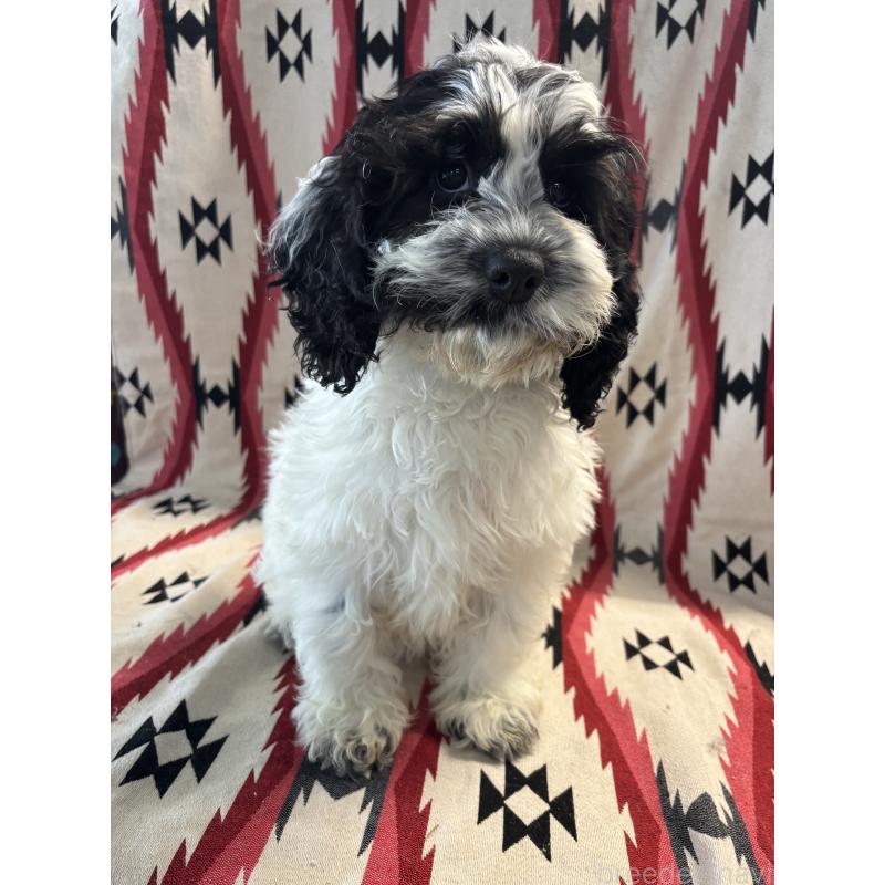 販売中の茨城県のコッカプー:アメリカンコッカースパニエル×トイプードル-431964