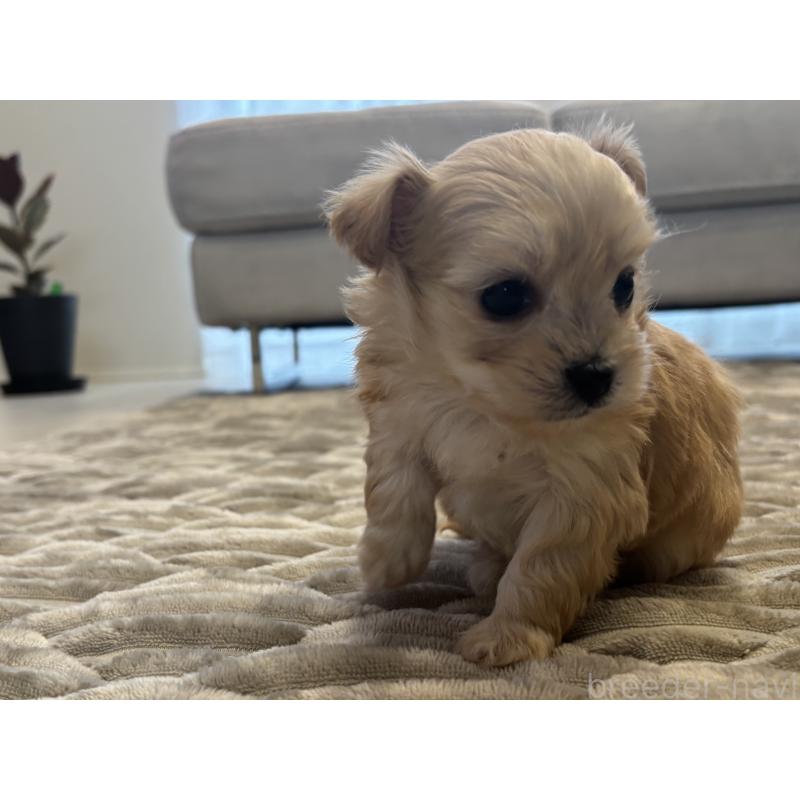 販売中の愛知県のマルプー:マルチーズ×トイプードル-441772の3枚目