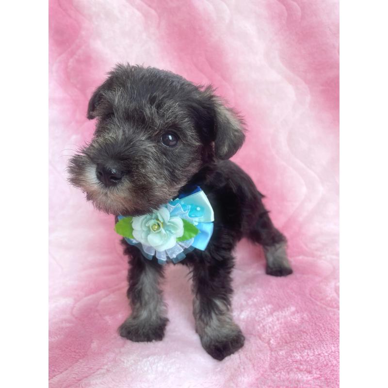 販売中の福岡県のミニチュアシュナウザー-441820の9枚目