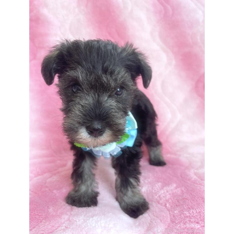 販売中の福岡県のミニチュアシュナウザー-441820の8枚目