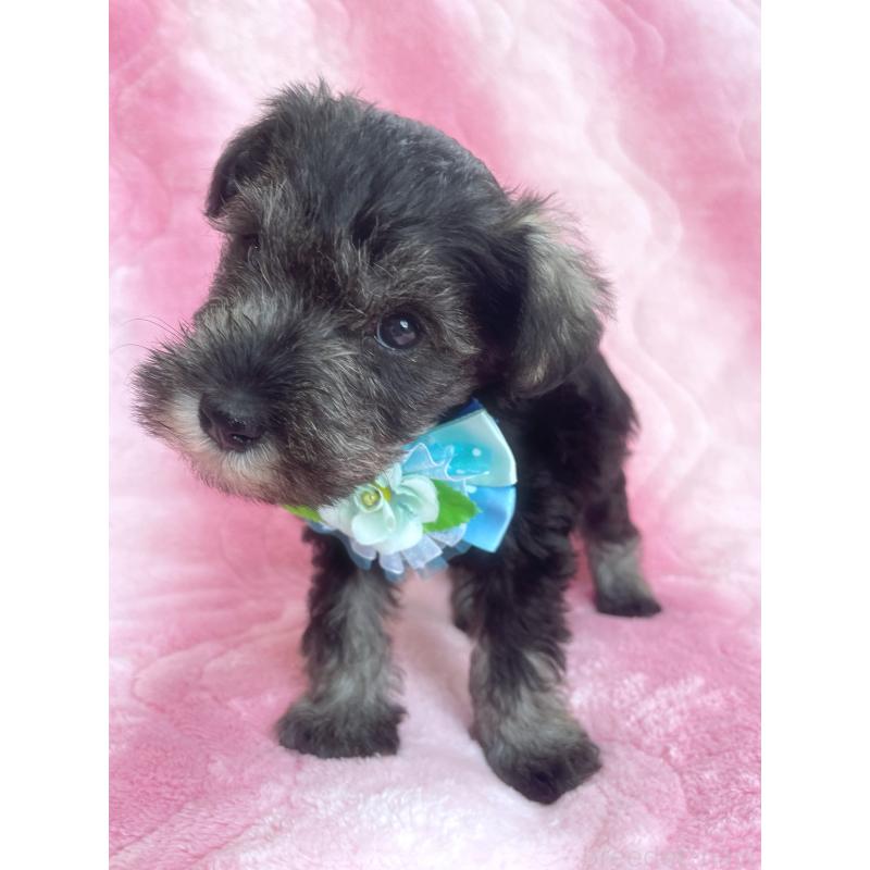 販売中の福岡県のミニチュアシュナウザー-441820の7枚目