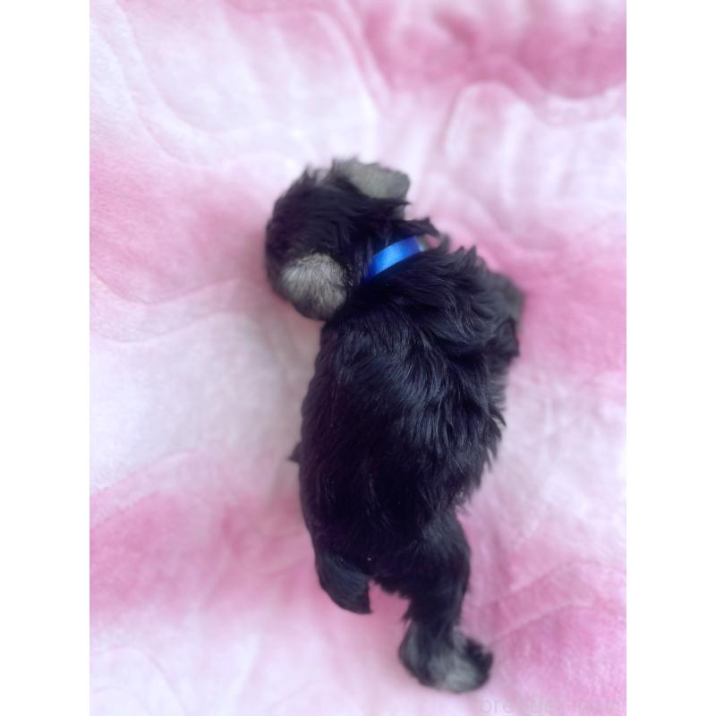 販売中の福岡県のミニチュアシュナウザー-441820の6枚目