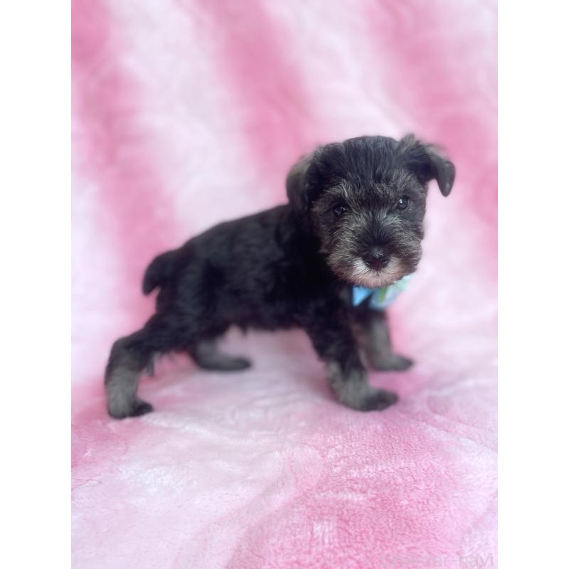 販売中の福岡県のミニチュアシュナウザー-441820の5枚目