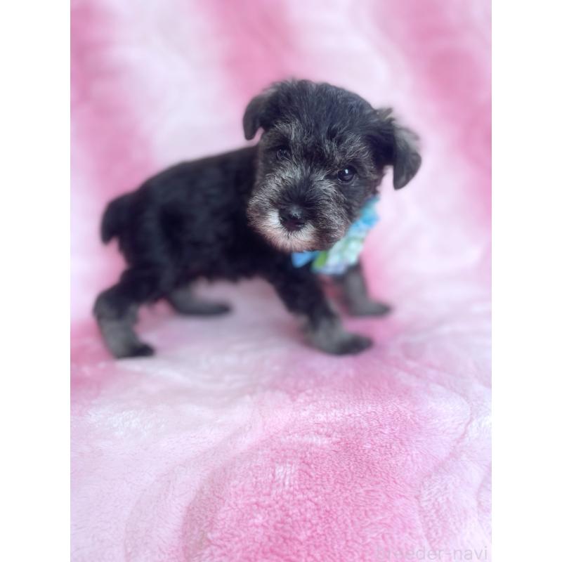 販売中の福岡県のミニチュアシュナウザー-441820の4枚目