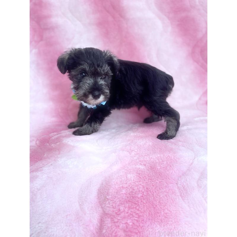 販売中の福岡県のミニチュアシュナウザー-441820の3枚目