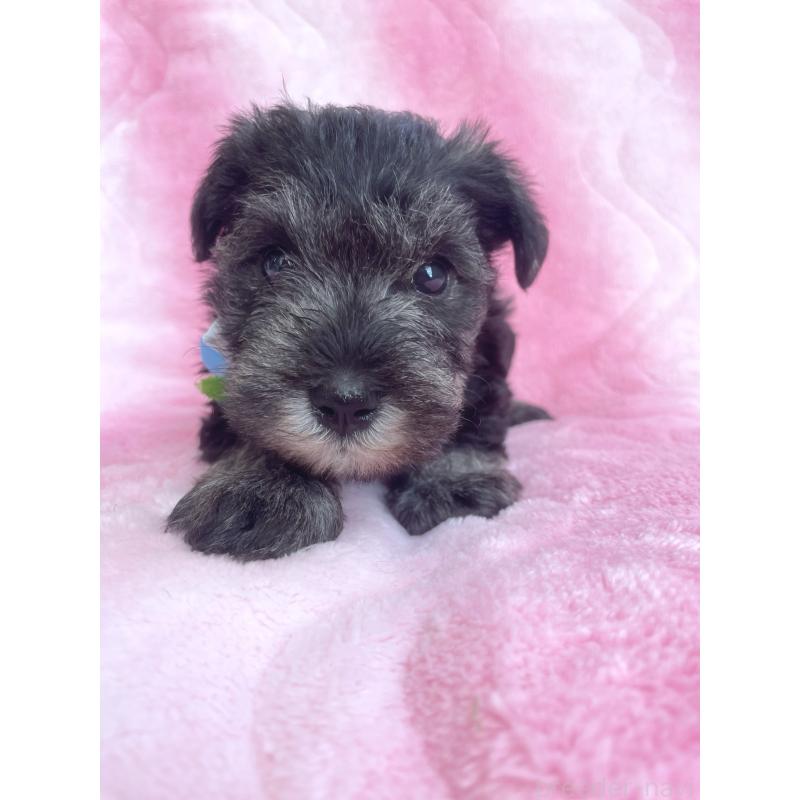 販売中の福岡県のミニチュアシュナウザー-441820の2枚目