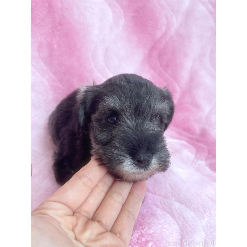 販売中の福岡県のミニチュアシュナウザー-441821の9枚目