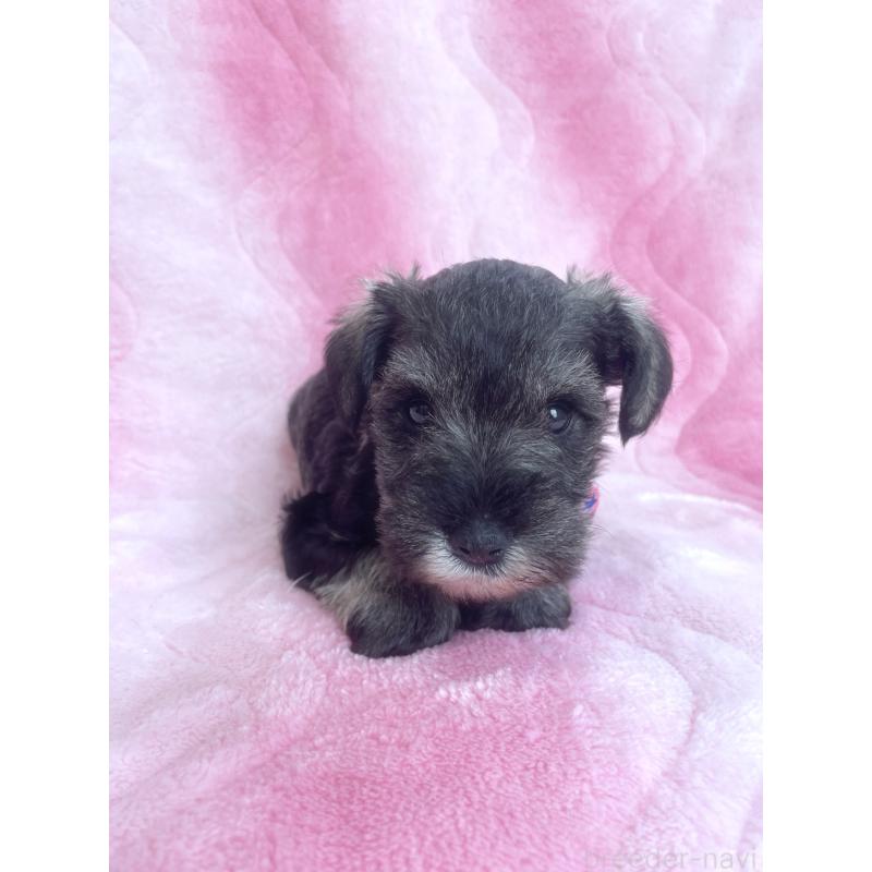 販売中の福岡県のミニチュアシュナウザー-441821の8枚目