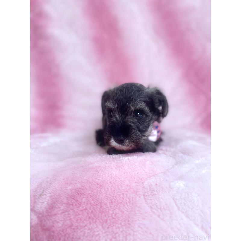 販売中の福岡県のミニチュアシュナウザー-441821の7枚目