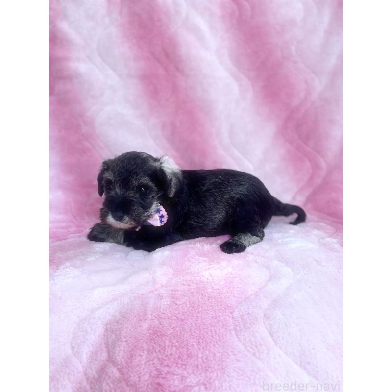 販売中の福岡県のミニチュアシュナウザー-441821の6枚目