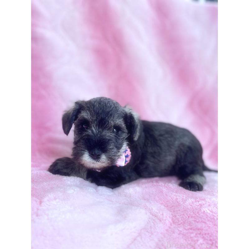 販売中の福岡県のミニチュアシュナウザー-441821の5枚目