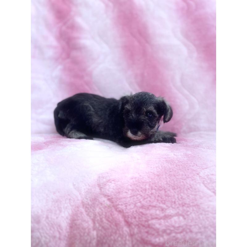 販売中の福岡県のミニチュアシュナウザー-441821の4枚目