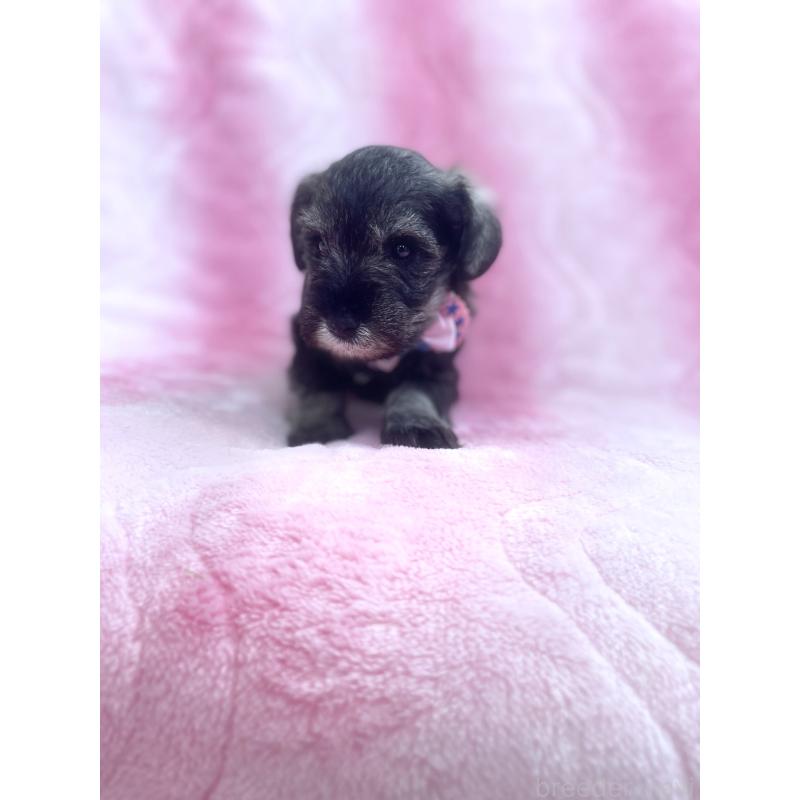 販売中の福岡県のミニチュアシュナウザー-441821の3枚目