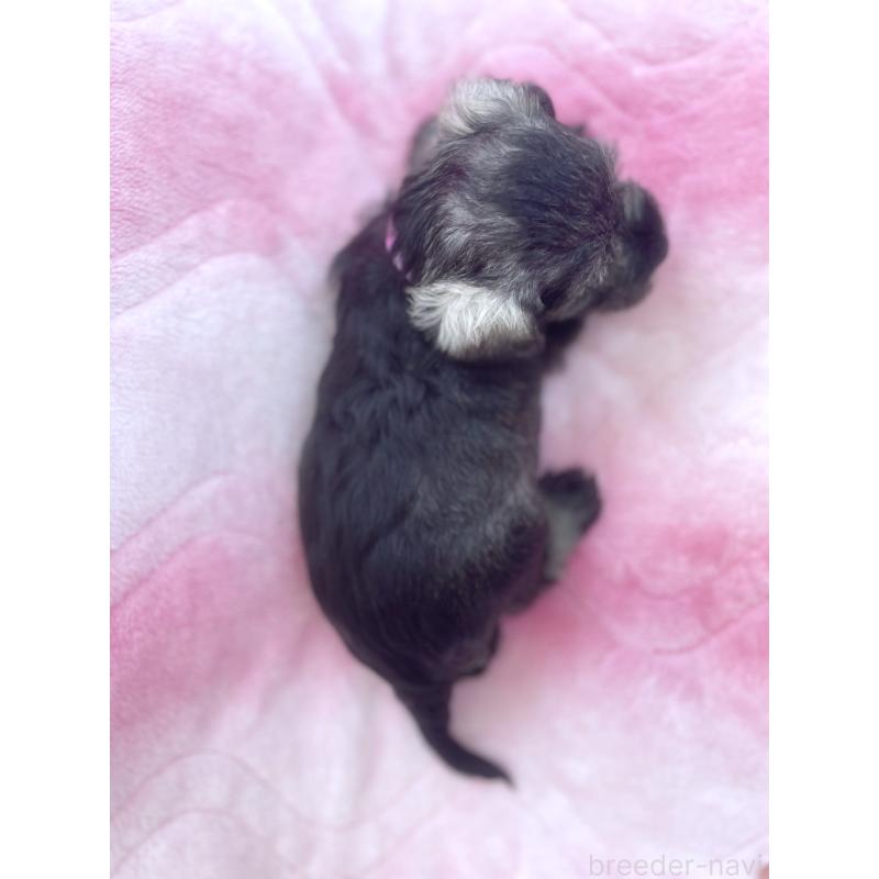 販売中の福岡県のミニチュアシュナウザー-441821の2枚目