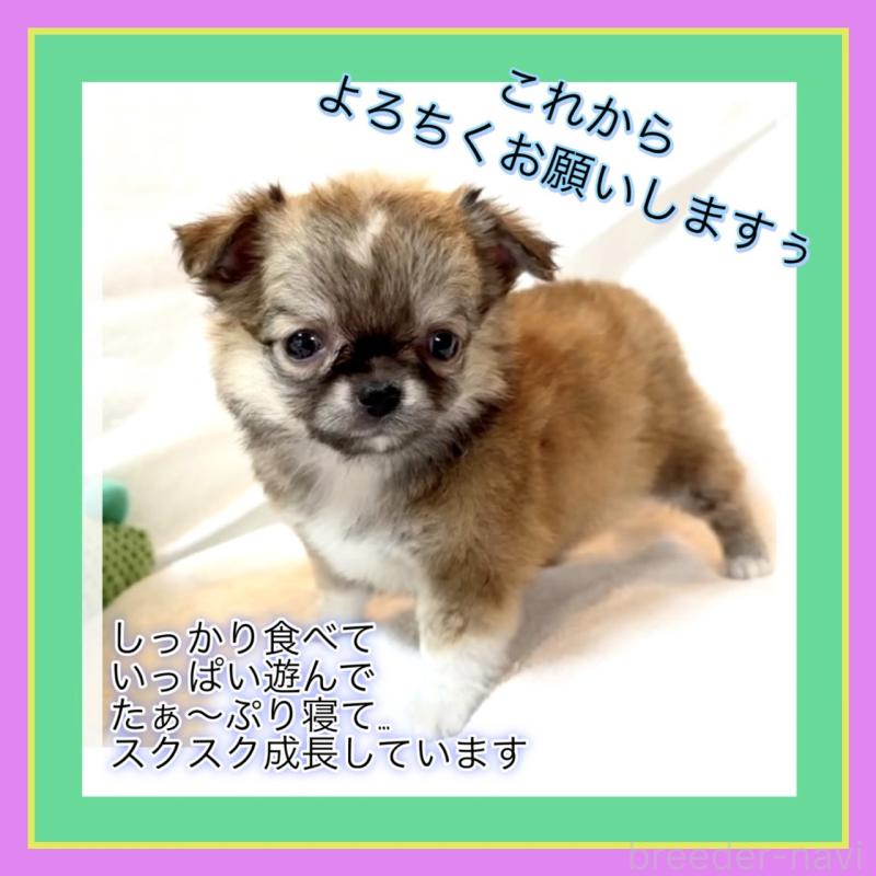 販売中の大阪府のチワワ(ロングコート)-441822の12枚目