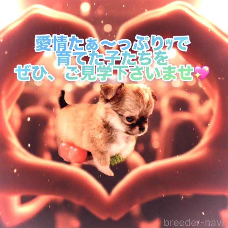 販売中の大阪府のチワワ(ロングコート)-441822の11枚目