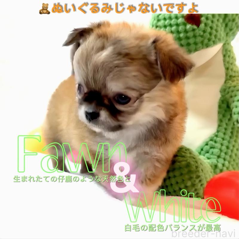 販売中の大阪府のチワワ(ロングコート)-441822の1枚目