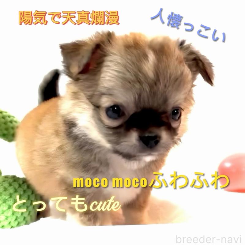 販売中の大阪府のチワワ(ロングコート)-441822の10枚目