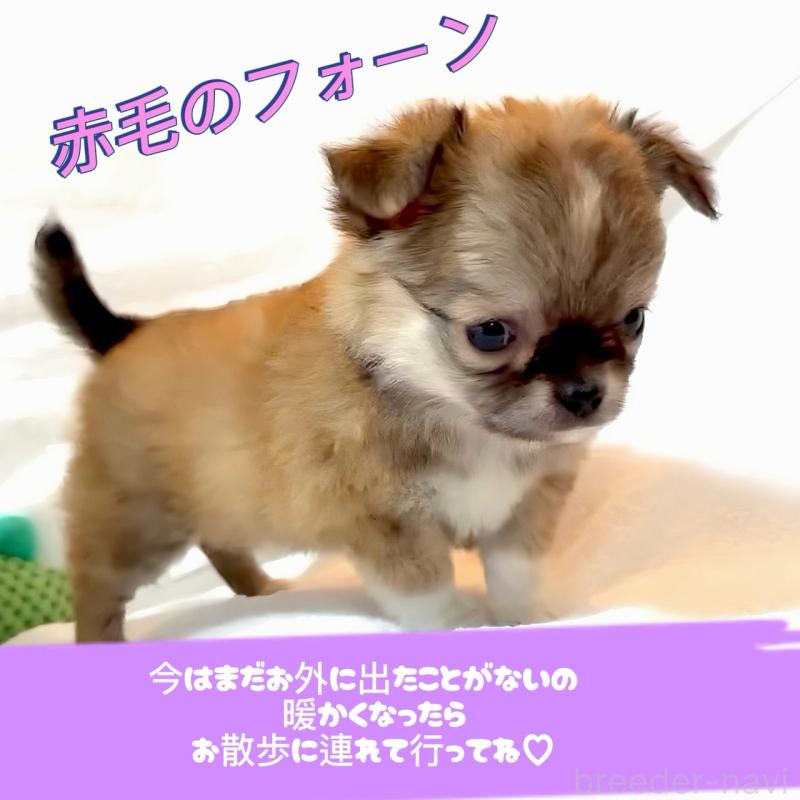 販売中の大阪府のチワワ(ロングコート)-441822の9枚目