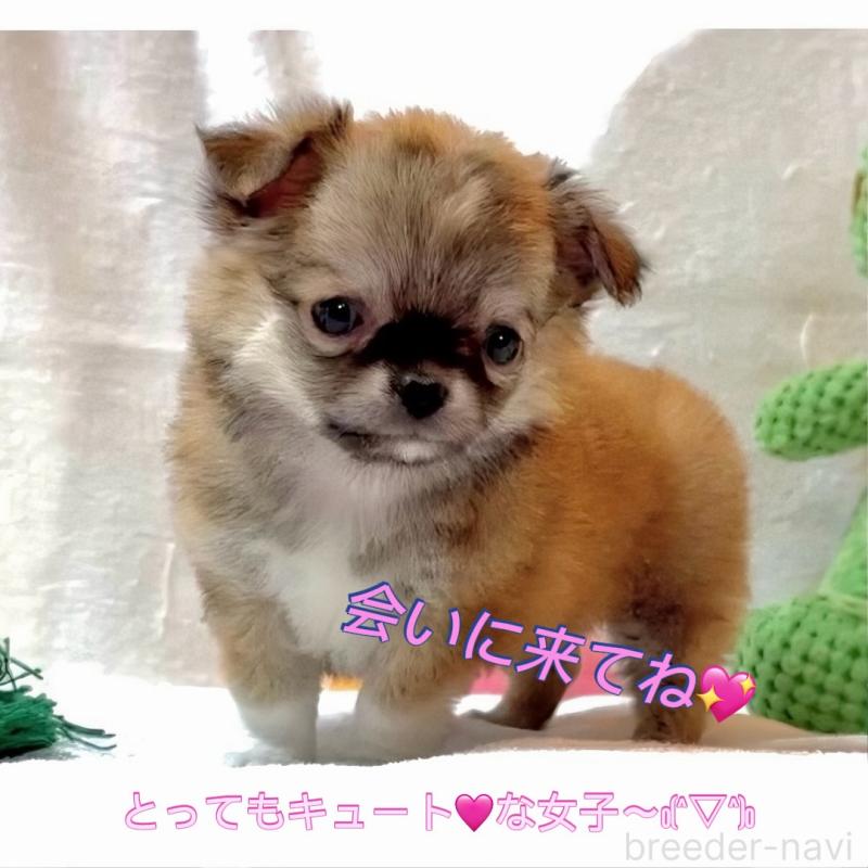 販売中の大阪府のチワワ(ロングコート)-441822の8枚目