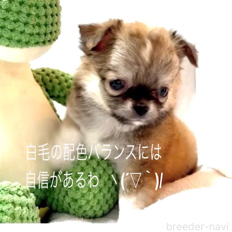 販売中の大阪府のチワワ(ロングコート)-441822の7枚目