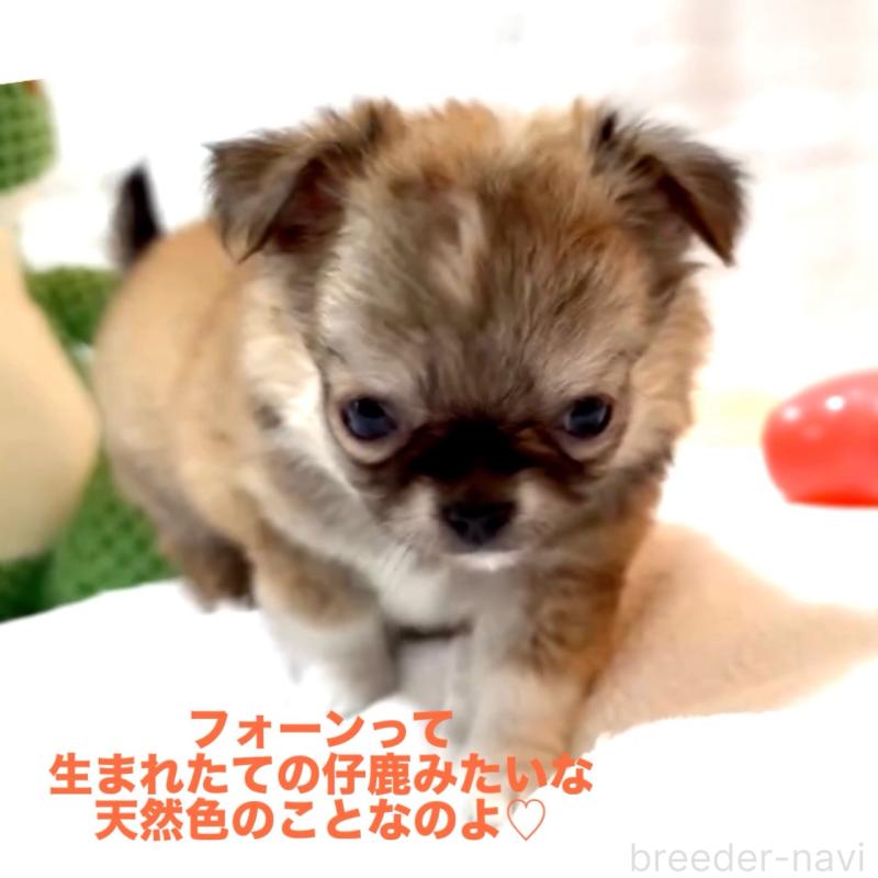 販売中の大阪府のチワワ(ロングコート)-441822の6枚目