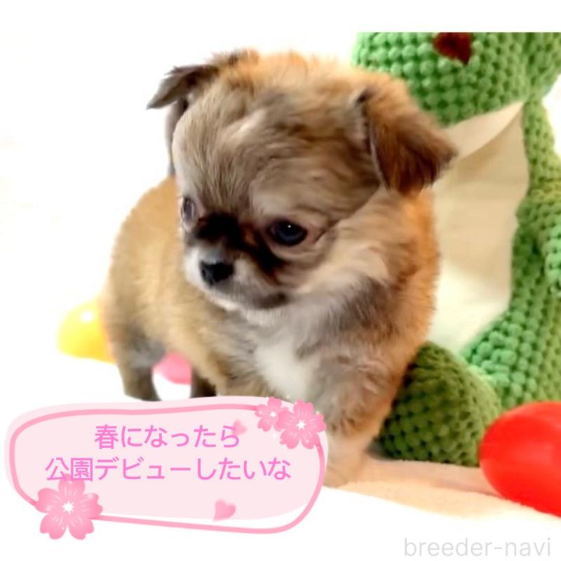 販売中の大阪府のチワワ(ロングコート)-441822の5枚目