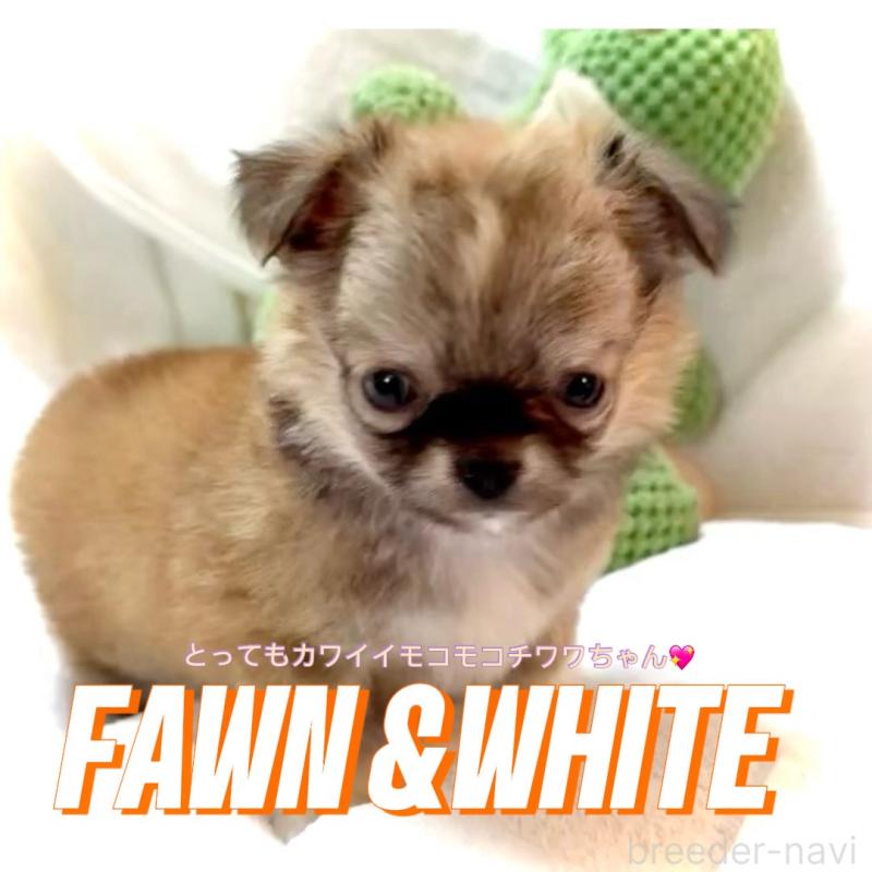 販売中の大阪府のチワワ(ロングコート)-441822の4枚目