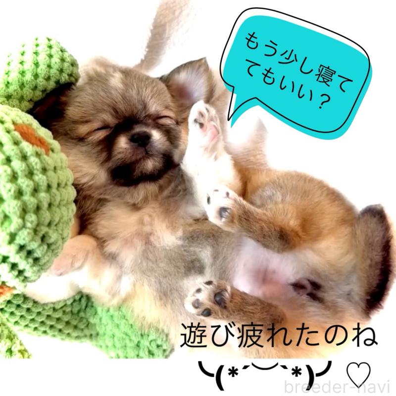 販売中の大阪府のチワワ(ロングコート)-441822の3枚目