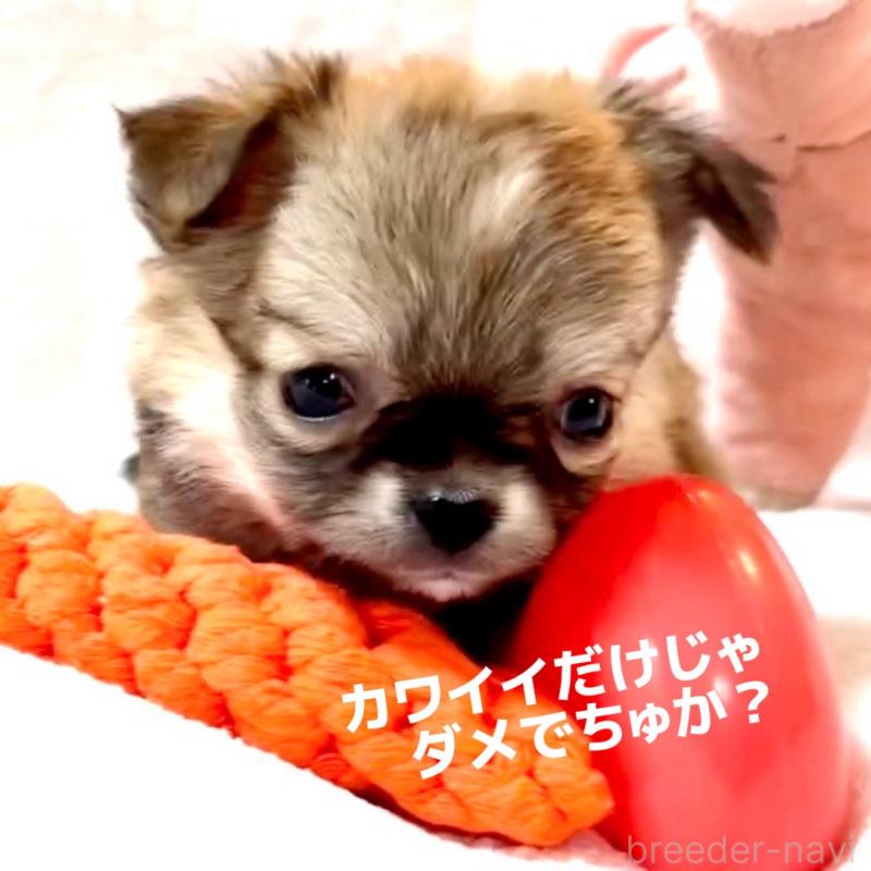 販売中の大阪府のチワワ(ロングコート)-441822の2枚目