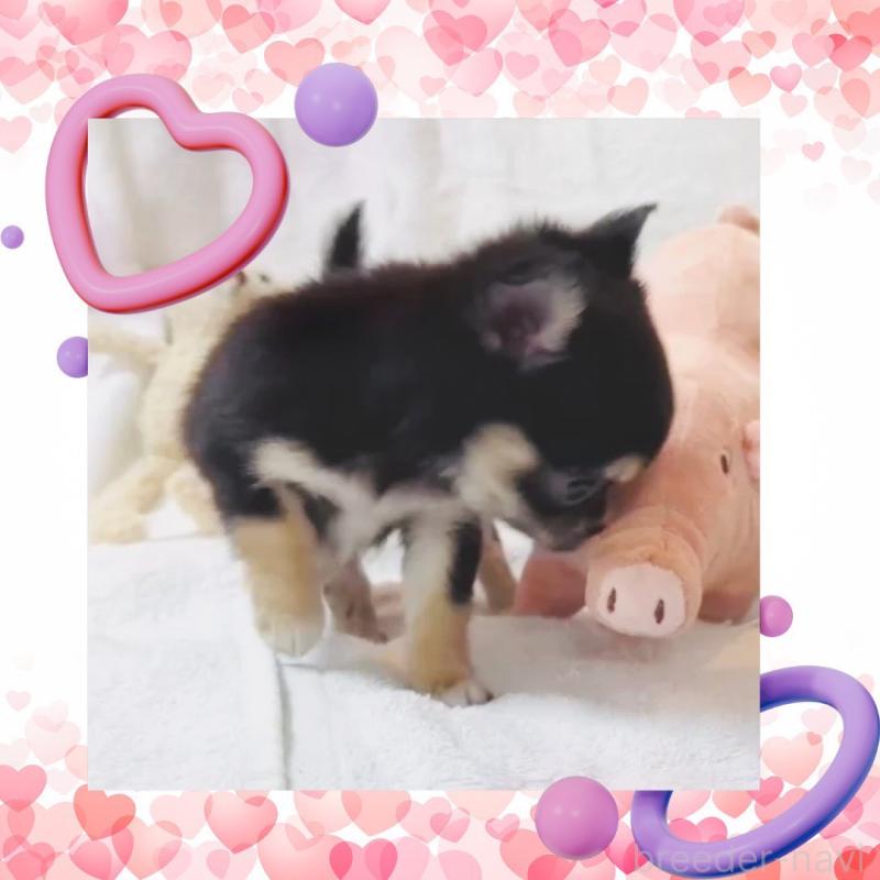 販売中の大阪府のチワワ(ロングコート)-441823の14枚目