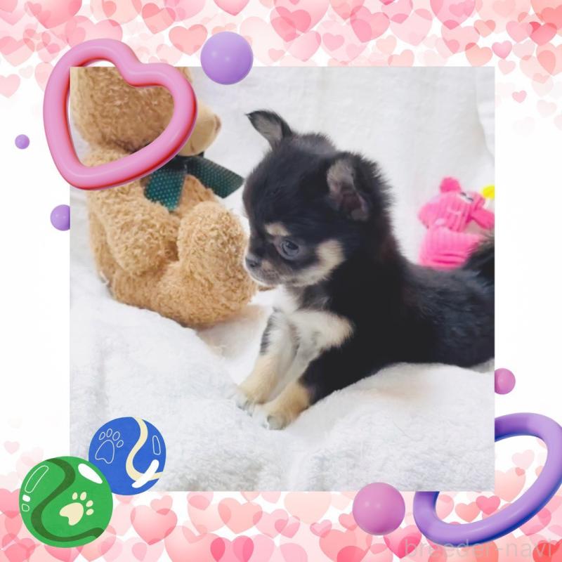 販売中の大阪府のチワワ(ロングコート)-441823の13枚目