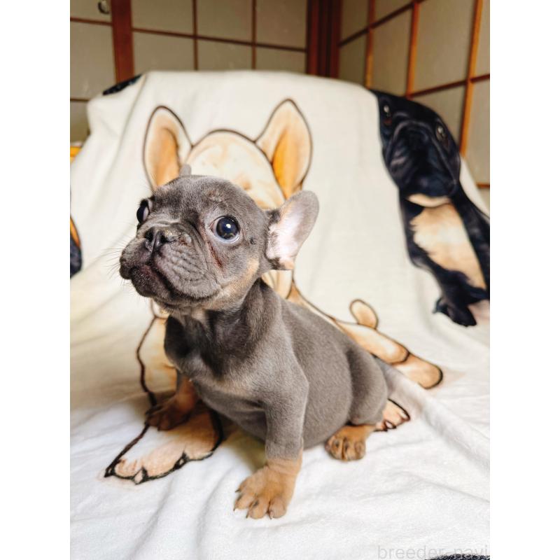 販売中の奈良県のフレンチブルドッグ-441637の9枚目
