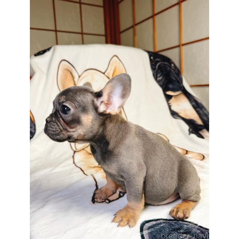 販売中の奈良県のフレンチブルドッグ-441637の8枚目
