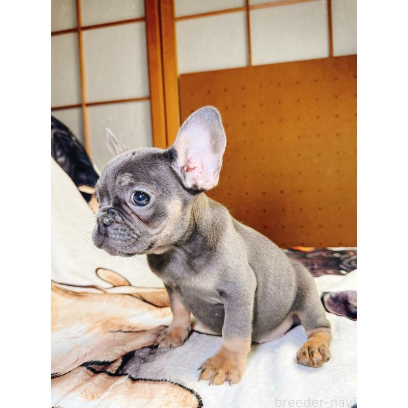 販売中の奈良県のフレンチブルドッグ-441637の7枚目