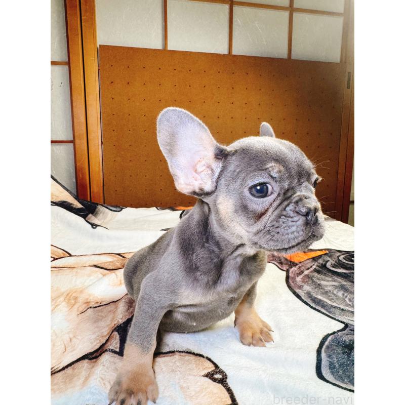 販売中の奈良県のフレンチブルドッグ-441637の6枚目