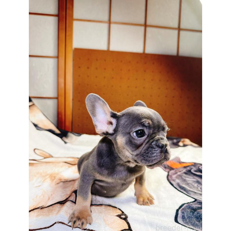 販売中の奈良県のフレンチブルドッグ-441637の5枚目